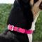 Show in main carousel: Red Dingo Vivid PVC Dog Collar, Hot Pink, Medium: 13 to 16.5-in neck, 4/5-in wide slide 2 of 8