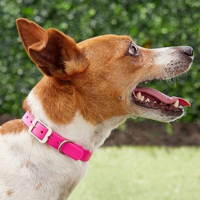 Show full view: Red Dingo Vivid PVC Dog Collar, Hot Pink, X-Small: 9.5 to 12-in neck, 5/8-in wide slide 2 of 8