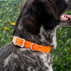 Red Dingo Vivid PVC Dog Collar, Orange, Large: 16 to 20-in neck, 1-in wide slide 2 of 6