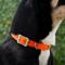 Show in main carousel: Red Dingo Vivid PVC Dog Collar, Orange, Medium: 13 to 16.5-in neck, 4/5-in wide slide 2 of 8