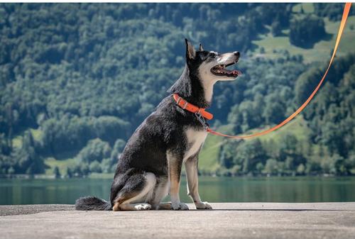 Show full view: Red Dingo Vivid PVC Dog Collar, Orange, Small: 11 to 14-in neck, 4/5-in wide slide 3 of 10