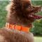 Show in main carousel: Red Dingo Vivid PVC Dog Collar, Orange, Small: 11 to 14-in neck, 4/5-in wide slide 8 of 10