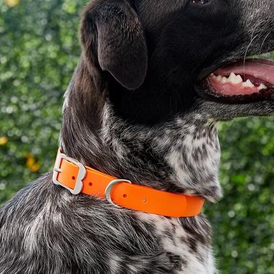 Show full view: Red Dingo Vivid PVC Dog Collar, Orange, X-Large: 19 to 23-in neck, 1-in wide slide 2 of 8