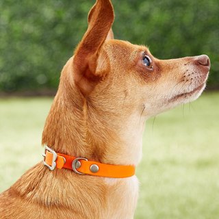 Red Dingo Vivid PVC Dog Collar, Orange, XX-Small: 8 to 10-in neck, 1/2-in wide slide 2 of 6