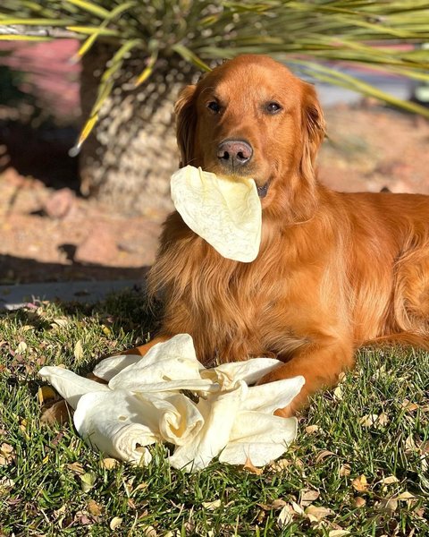 Show full view: Redbarn All-Natural Beef Cow Ears Dog Treats, 4.2-oz bag slide 7 of 11