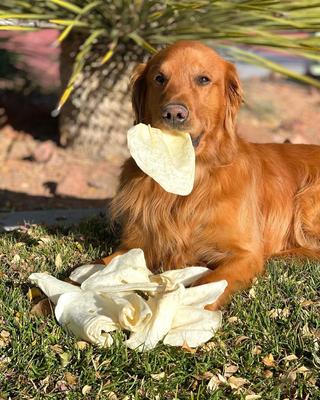 Show full view: Redbarn All-Natural Beef Cow Ears Dog Treats, 4.2-oz bag slide 7 of 12