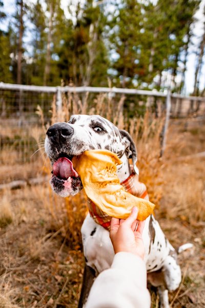 Show full view: Redbarn All-Natural Beef Cow Ears Dog Treats, 4.2-oz bag slide 6 of 11