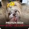 Show in main carousel: Redbarn Powerfood Healthy Puppy Chicken, Grain-Free Gently Air Dried Dog Food, 32-oz bag slide 8 of 12