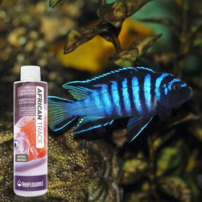 Show full view: Reeflowers African Trace Fish Aquarium Water Conditioner, 17-fl oz bottle slide 7 of 7