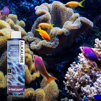 Show full view: Reeflowers Alkaline Easy Balling I Fish Aquarium Water Conditioner, 17-fl oz bottle slide 8 of 8