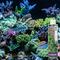 Show in main carousel: Reeflowers BioClean III Aquarium Water Cleaner, 8-fl oz bottle slide 7 of 7