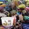 Show in main carousel: Reeflowers Pearl White Aquarium Sand, 0.5-1-mm, 15-lb tub slide 7 of 7