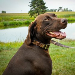 Remington Waterproof Hound Polyester Center Ring Dog Collar, Mossy Oak Duck Blind, 14 to 18-in neck, 1-in wide slide 2 of 6