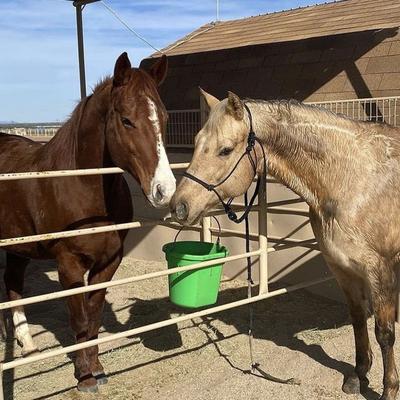 Show full view: Renew Gold SRB Stabilized Rice Bran Horse Supplement, 30-lb bag slide 4 of 4