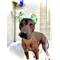 Show in main carousel: RenewedPet Sun Safe Organic Dog Skin Care Treatment, 1-oz jar, Small Sun Cap slide 3 of 6