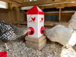 RentACoop 2 Port Chick Feeder, 5-lb slide 2 of 6