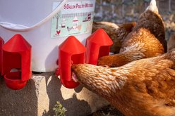 RentACoop Anti-Dirt Chicken Water Cup Cover, 6 count slide 2 of 6