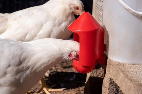 Show full view: RentACoop Anti-Dirt Chicken Water Cup Cover, 6 count slide 5 of 7