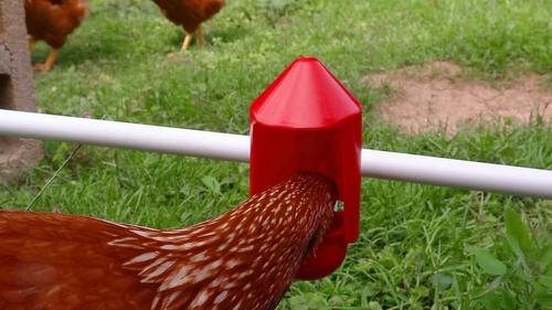Show full view: RentACoop Anti-Dirt Chicken Water Cup Cover, 6 count slide 4 of 7