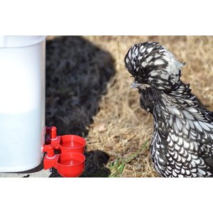 RentACoop DIY Waterer Auto-Fill Cups with Inserts, 2 count