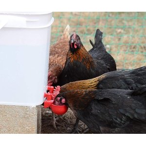 RentACoop DIY Waterer Auto-Fill Cups with Inserts, 2 count