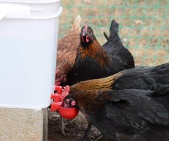 RentACoop Center Placement Automatic-Fill Water Cup Chicken Waterer, 5-gal slide 2 of 4