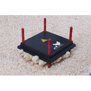 RentACoop Chick Brooder Heating Plate, 12" x 12", 22-W