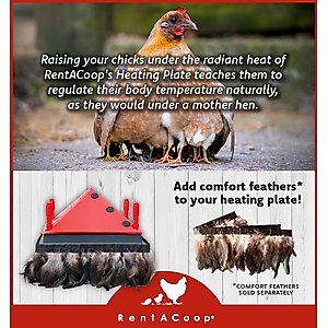RentACoop Chick Brooder Heating Plate, 12" x 12", 22-W