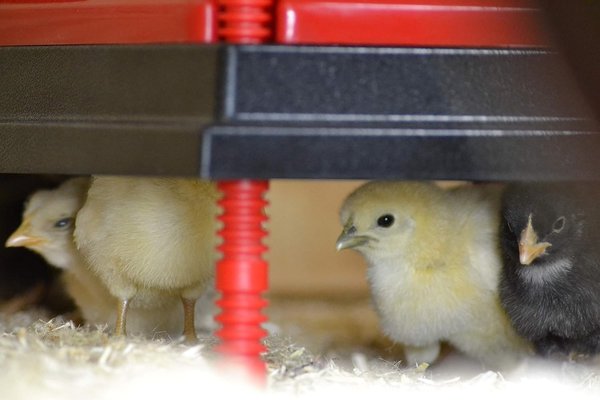 RentACoop Chick Brooder Heating Plate & Anti-Roost Cone Set, 12 x 12-in, 22 watt