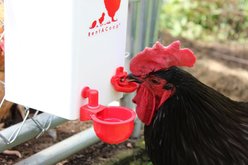 RentACoop Automatic Chicken Waterer, 1-gal slide 2 of 6