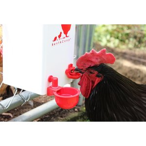 RentACoop Automatic Chicken Waterer, 1-gal