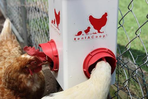 Show full view: RentACoop Chick2Chicken Feeder & Waterer Set, 5-lb & 1-gal slide 6 of 7