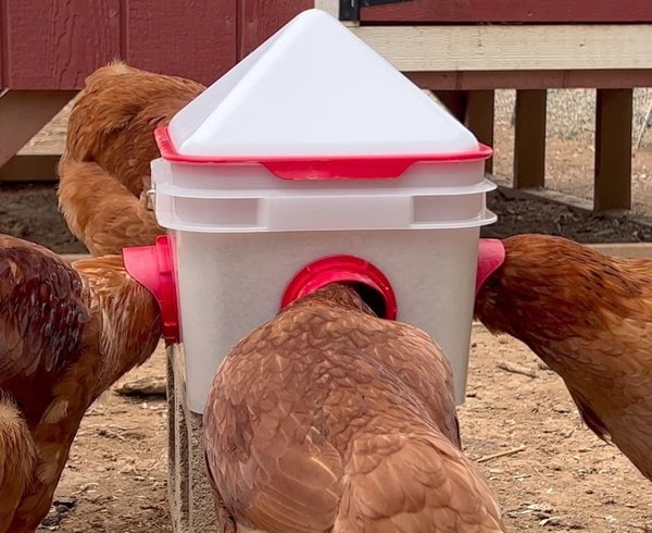 RentACoop Chick2Chicken BPA-Free 4-Port Feeder, 10-lb