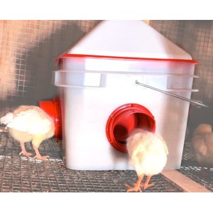 RentACoop Chick2Chicken 4-Port Feeder, 10-lb