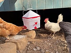 RentACoop Chick2Chicken Automatic Chicken Feeder & Waterer Set, 10-lb, 2-gal slide 2 of 8