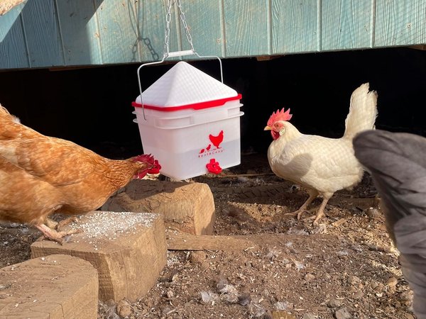 RentACoop Chick2Chicken Automatic Chicken Feeder & Waterer Set, 10-lb, 2-gal