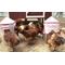 Show in main carousel: RentACoop Chick2Chicken Automatic Chicken Feeder & Waterer Set, 10-lb, 2-gal slide 7 of 8