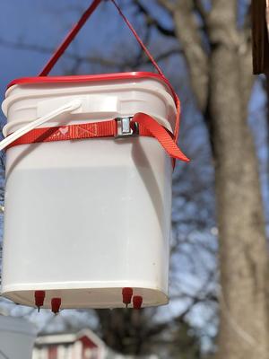 Show full view: RentACoop Hanging Strap for Chicken Waterers & Feeders slide 3 of 4