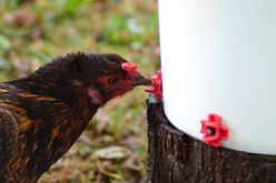 RentACoop Horizontal Nipples + Installation Piece for Chicken Watering System, 6 count slide 2 of 5