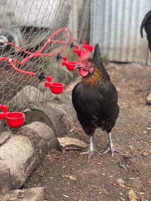 Show full view: RentACoop DIY Sip Station Chicken Watering System Tubing Adaptors & Barbed T-Connectors Multipack slide 5 of 6