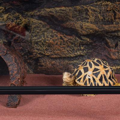 Show full view: REPTI ZOO Double Hinge Glass Reptile Terrarium, 35-gal slide 6 of 8