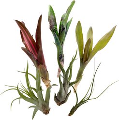 ReptiFauna Air Lizard Plant Bundle