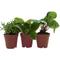 Show in main carousel: ReptiFauna Anole 2-in Pot Live Plant, 3 count slide 1 of 6