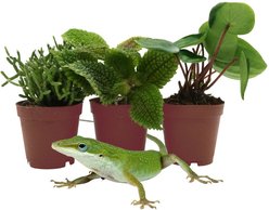 ReptiFauna Anole 2-in Pot Live Plant, 3 count slide 2 of 6