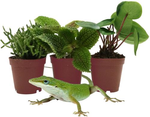 Show full view: ReptiFauna Anole 2-in Pot Live Plant, 3 count slide 2 of 6