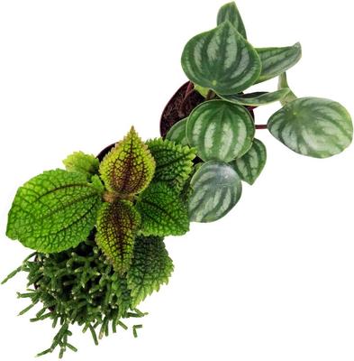 Show full view: ReptiFauna Anole 2-in Pot Live Plant, 3 count slide 3 of 6