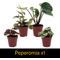 Show in main carousel: ReptiFauna Anole 2-in Pot Live Plant, 3 count slide 4 of 6