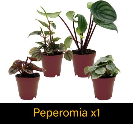 Show full view: ReptiFauna Anole 2-in Pot Live Plant, 3 count slide 4 of 6