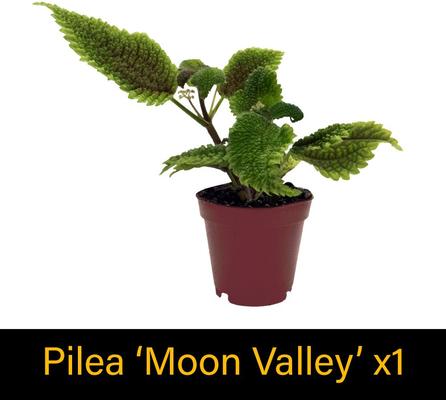 Show full view: ReptiFauna Anole 2-in Pot Live Plant, 3 count slide 6 of 6