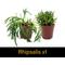 Show in main carousel: ReptiFauna Anole 2-in Pot Live Plant, 3 count slide 5 of 6